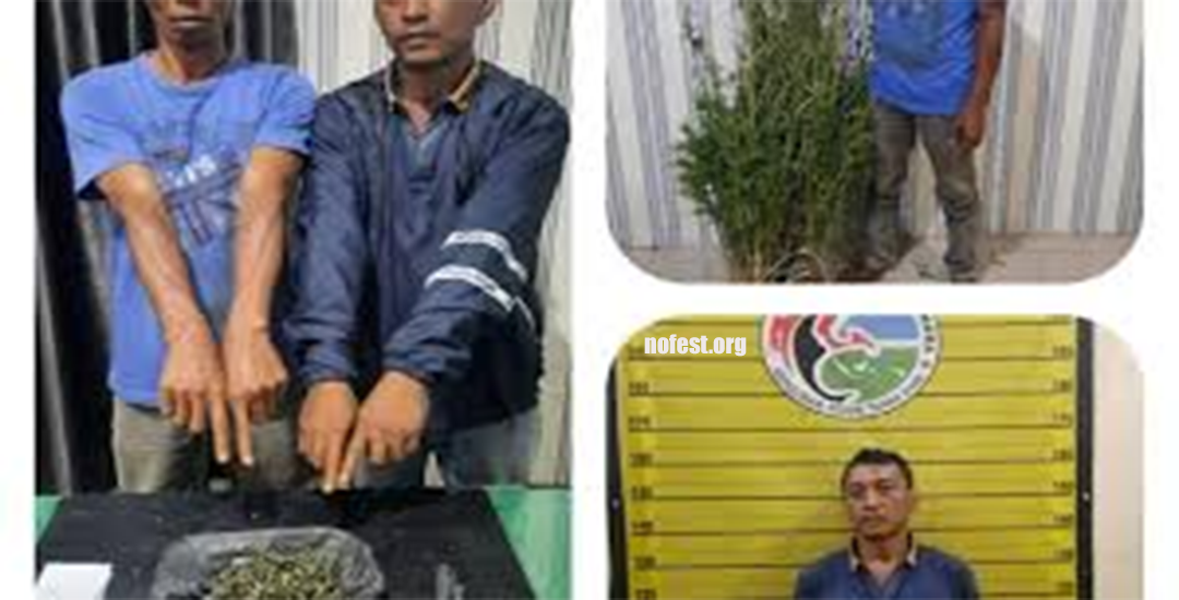 Polres Tanah Karo Ciduk Agen Ganja