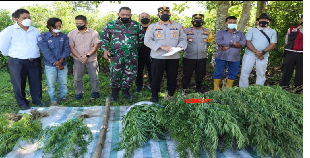 Polres Tanah Karo Ungkap Ladang Ganja