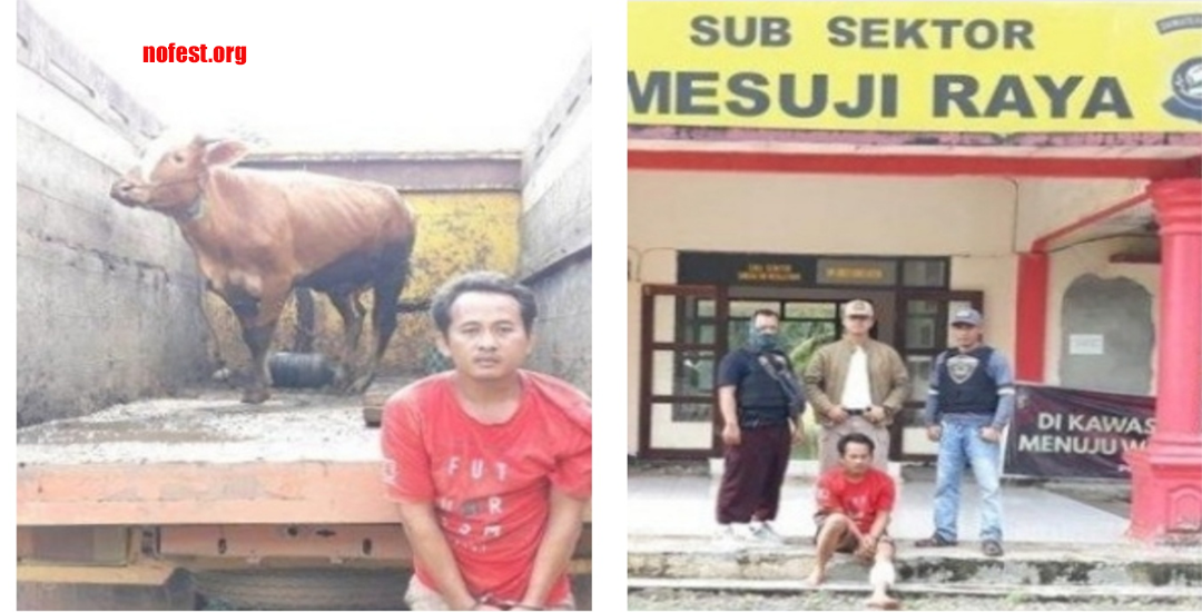 Kepergok Curi Sapi